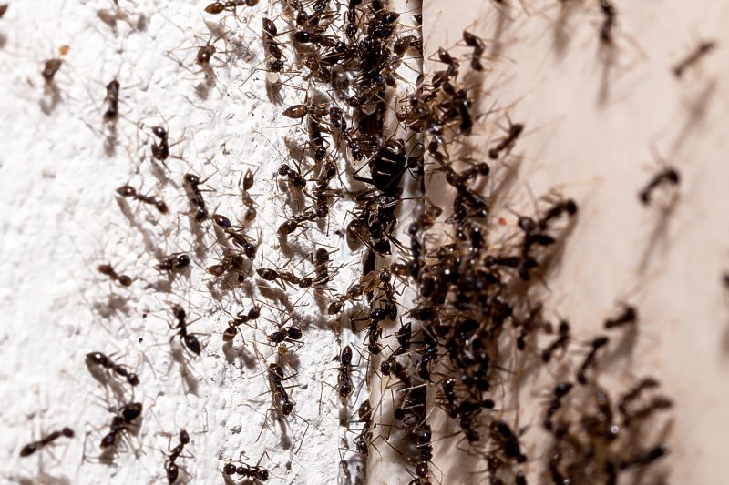 Ant Control Service