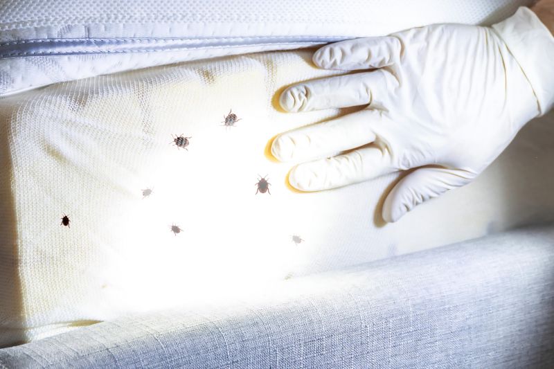 Bed Bug Inspection Service detail