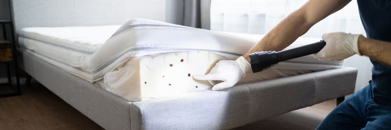 Bed Bugs Service
